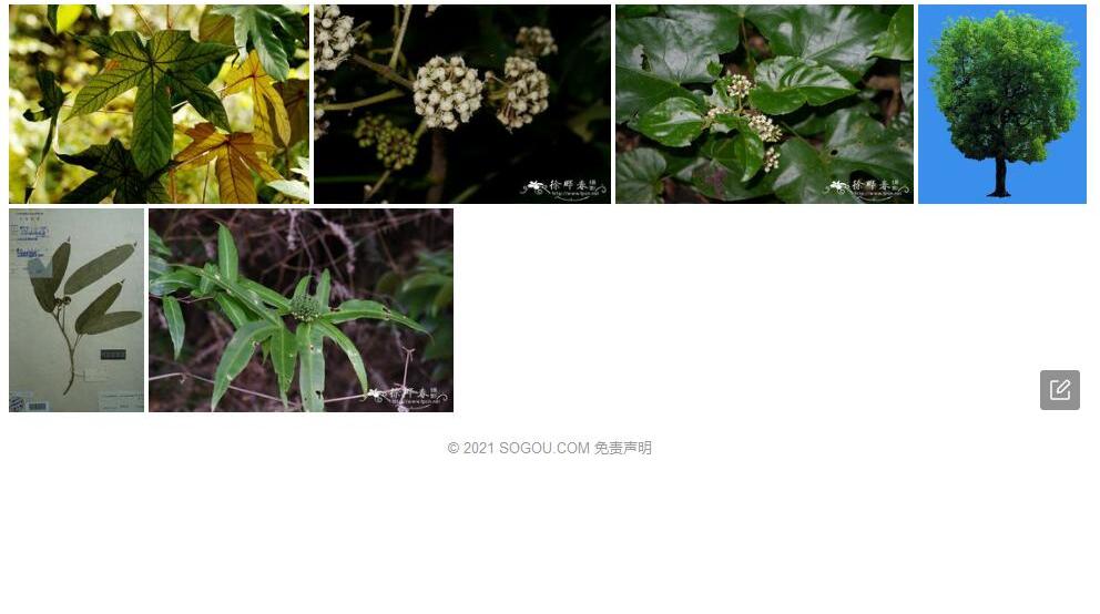 锈毛掌叶树照片和图片/