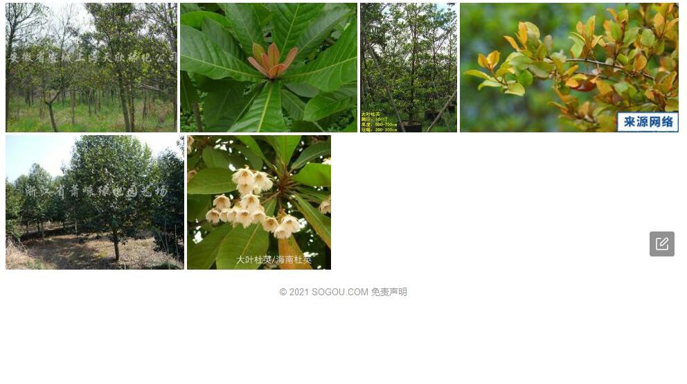锈毛杜英照片和图片/
