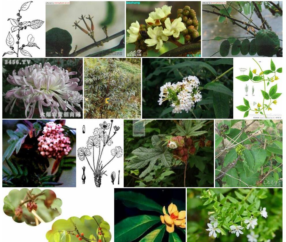 锈毛闭花木照片和图片/