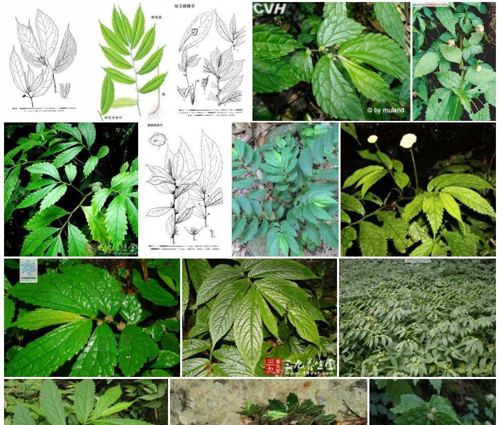 锈茎楼梯草照片和图片/