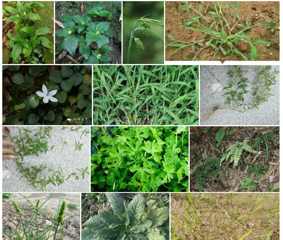 锈茎螺序草照片和图片/