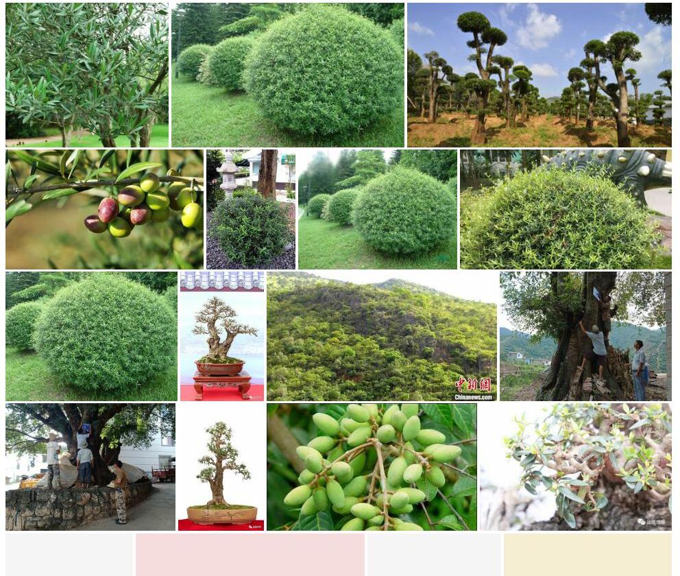锈鳞木犀榄照片和图片/