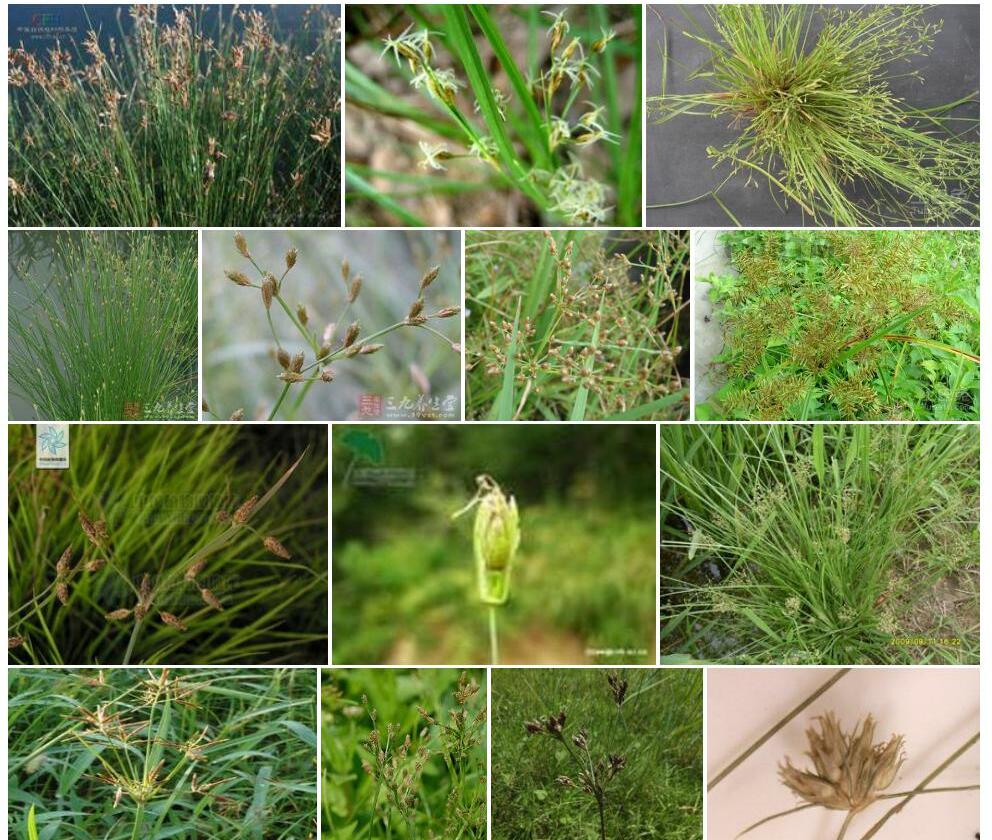 锈鳞飘拂草照片和图片/