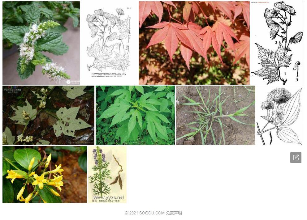 锐裂乌头照片和图片/