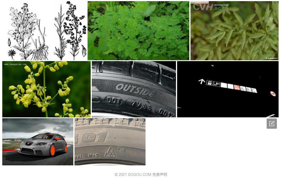 锐裂箭头唐松草照片和图片/