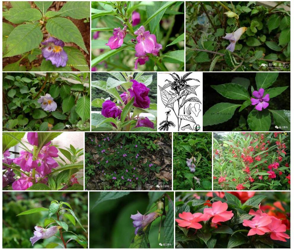 锐齿凤仙花照片和图片/