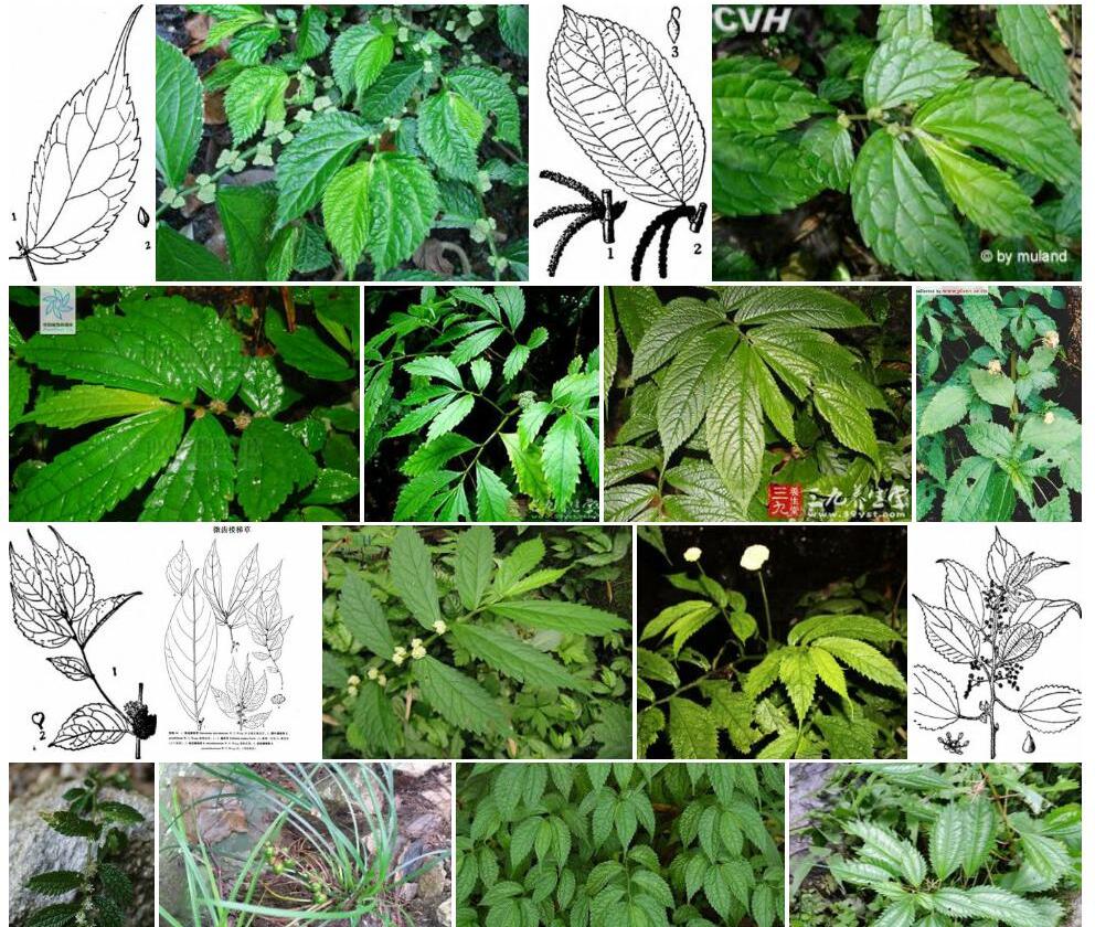 锐齿楼梯草照片和图片/