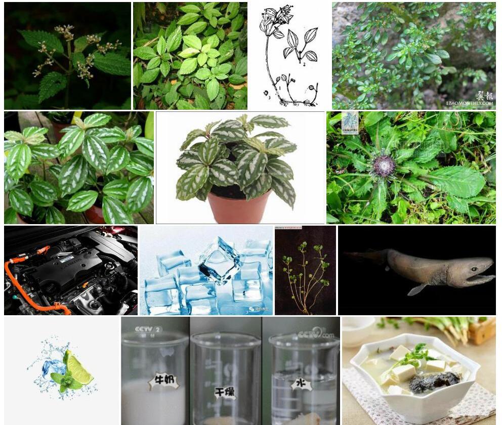 锐齿湿生冷水花照片和图片/