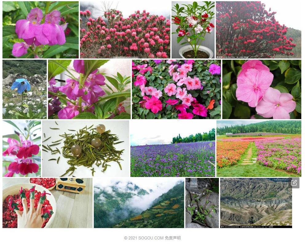 错那凤仙花照片和图片/