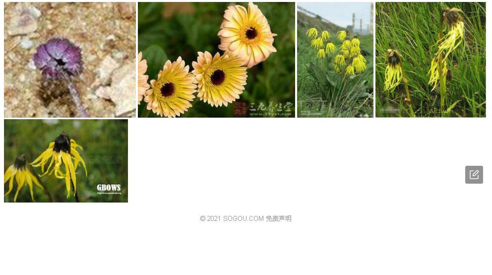 错那垂头菊照片和图片/