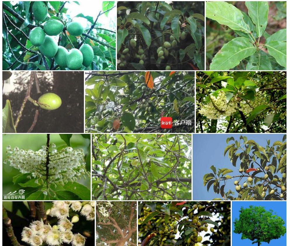 锡兰榄照片和图片/