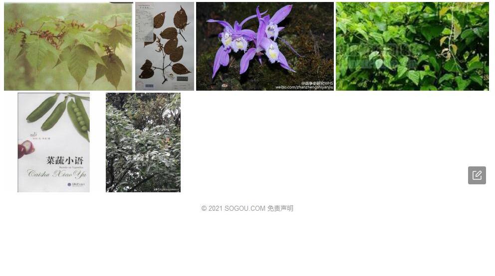 锡金槭照片和图片/