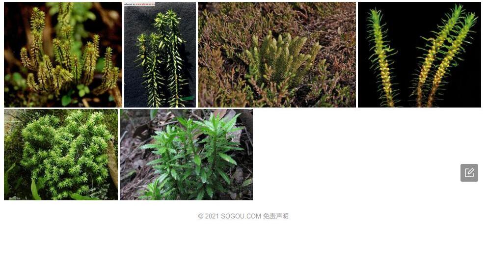 锡金石杉照片和图片/