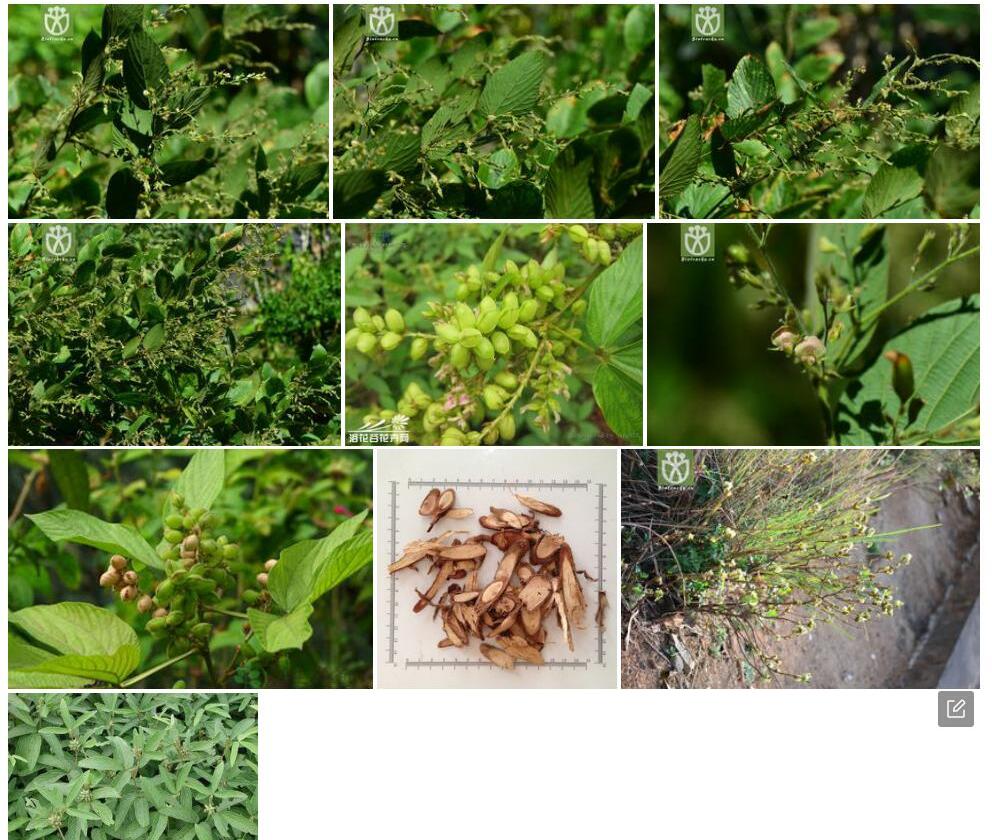 锥序千斤拔照片和图片/