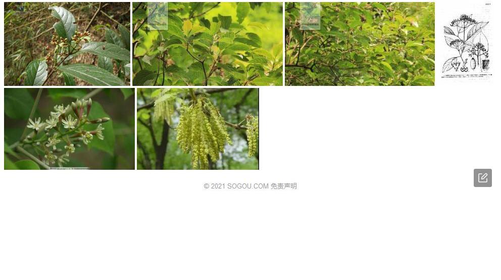 锥序荚蒾照片和图片/