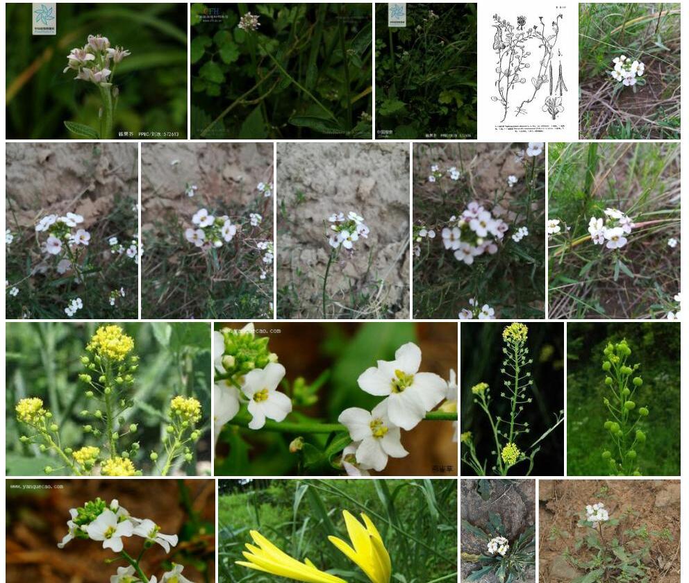 锥果芥照片和图片/