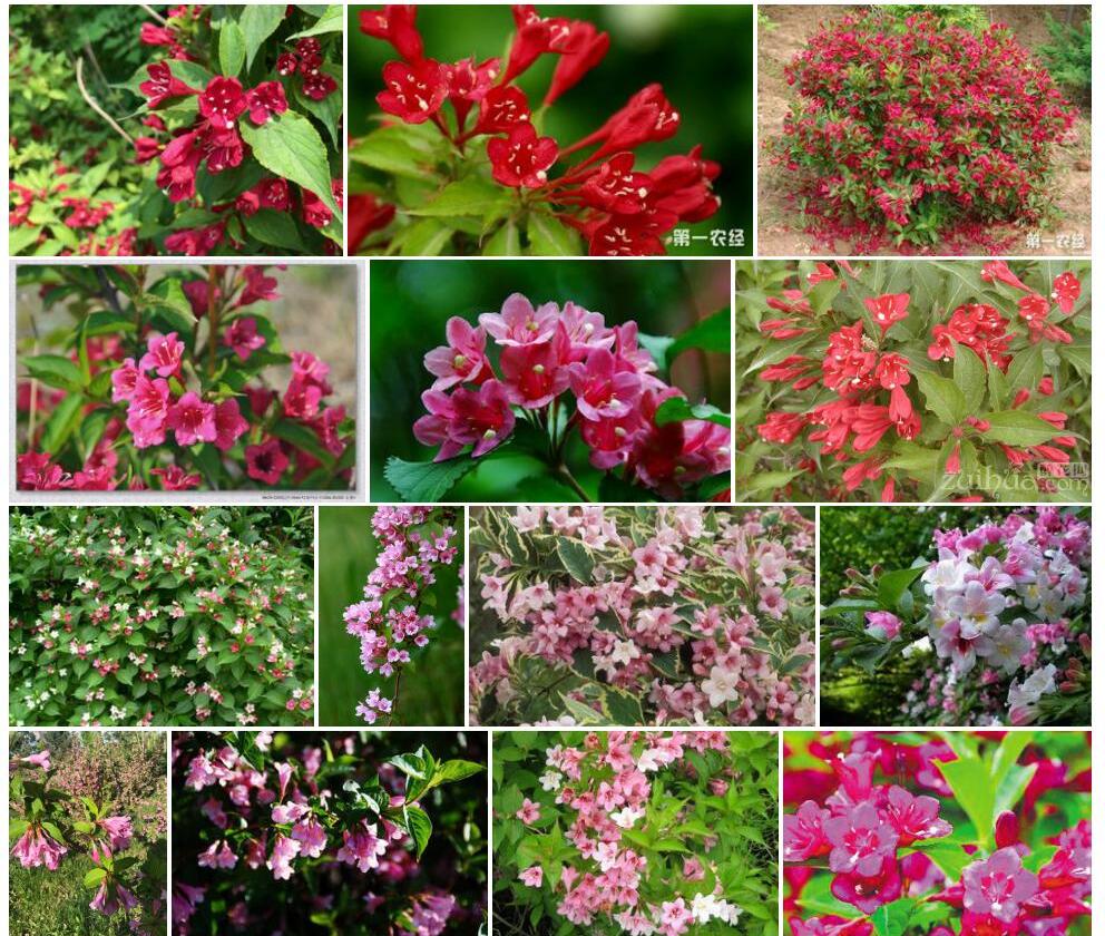 锦带花照片和图片/