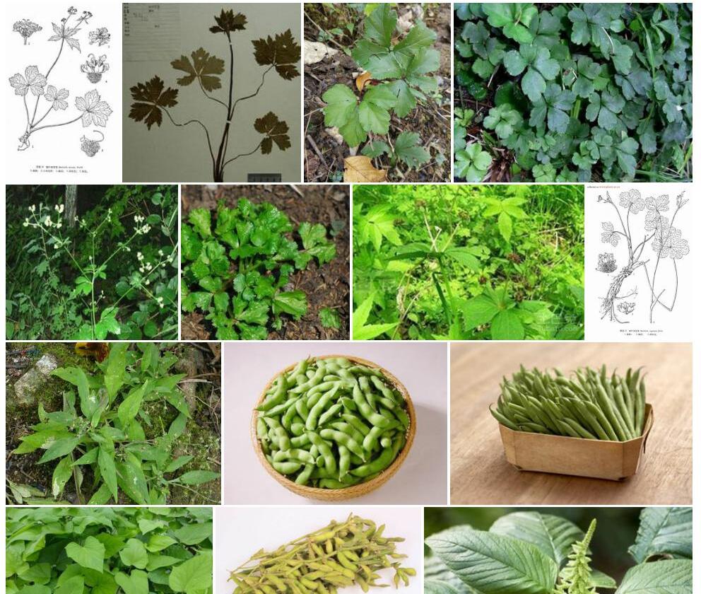锯叶变豆菜照片和图片/