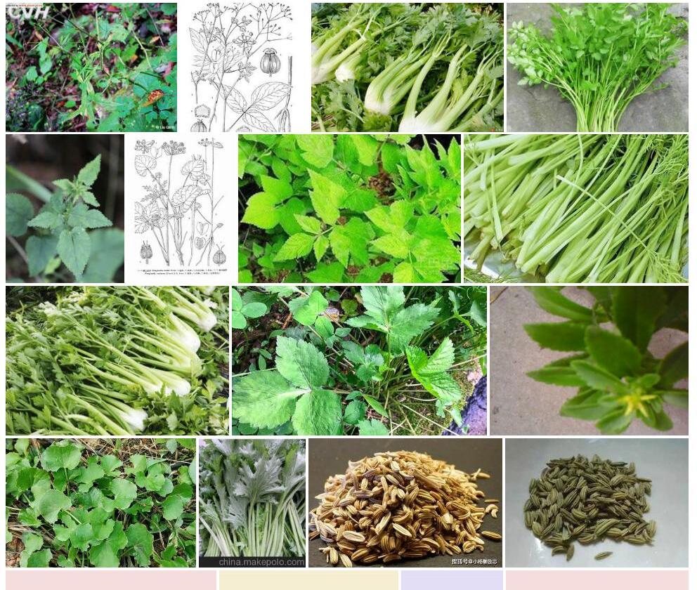 锯边茴芹照片和图片/