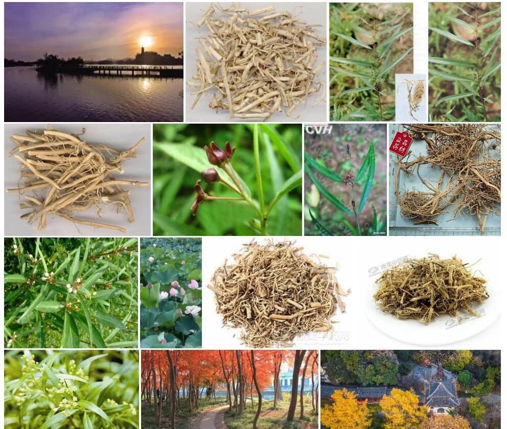 镇江白前照片和图片/