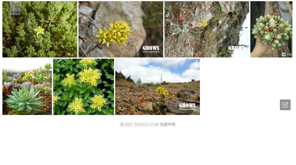 镘瓣景天照片和图片/
