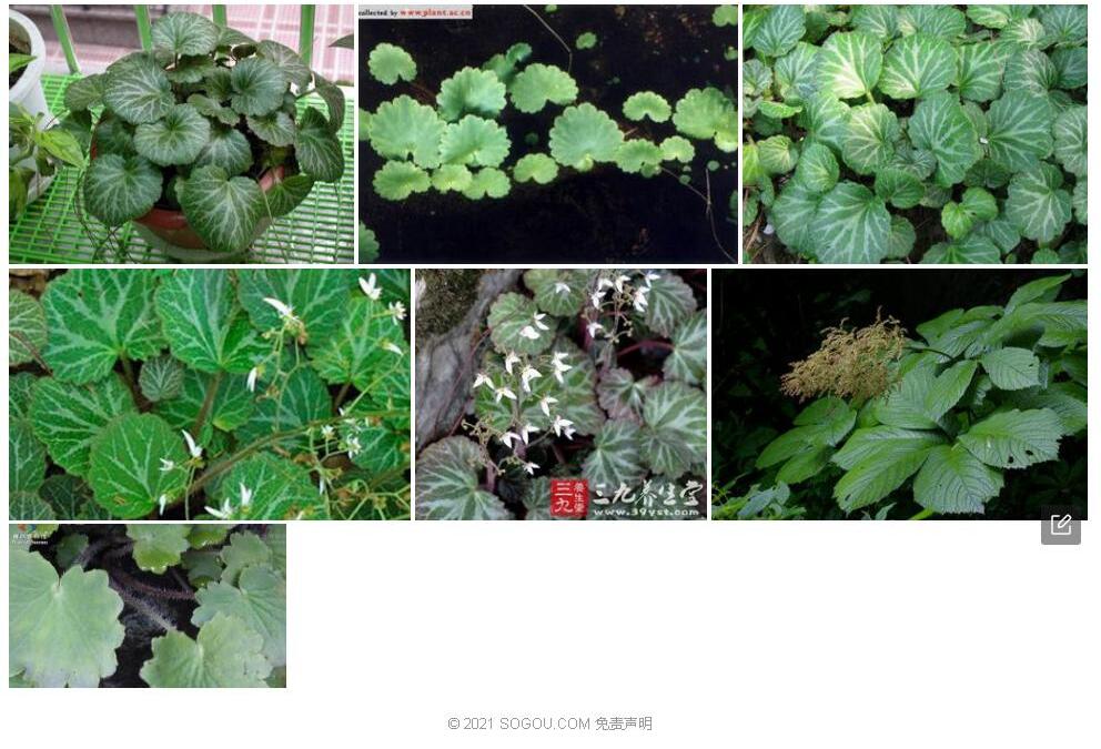 镜叶虎耳草照片和图片/