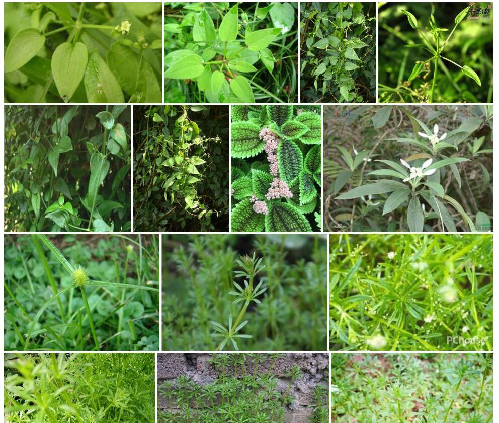 镰叶茜草照片和图片/