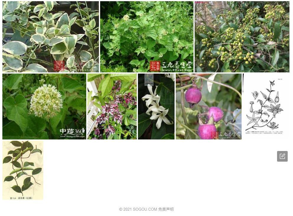 镰药藤照片和图片/