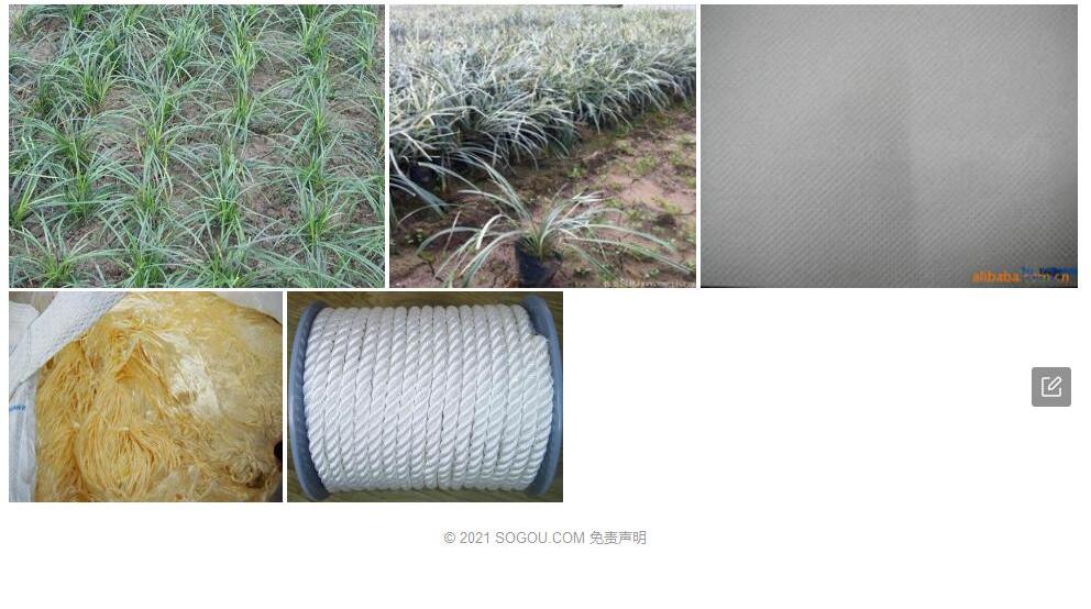长丝沿阶草照片和图片/
