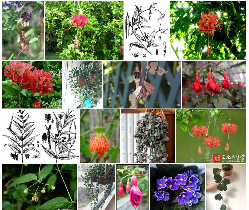 长叶吊灯花照片和图片/