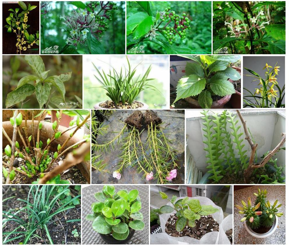长叶弯管花照片和图片/