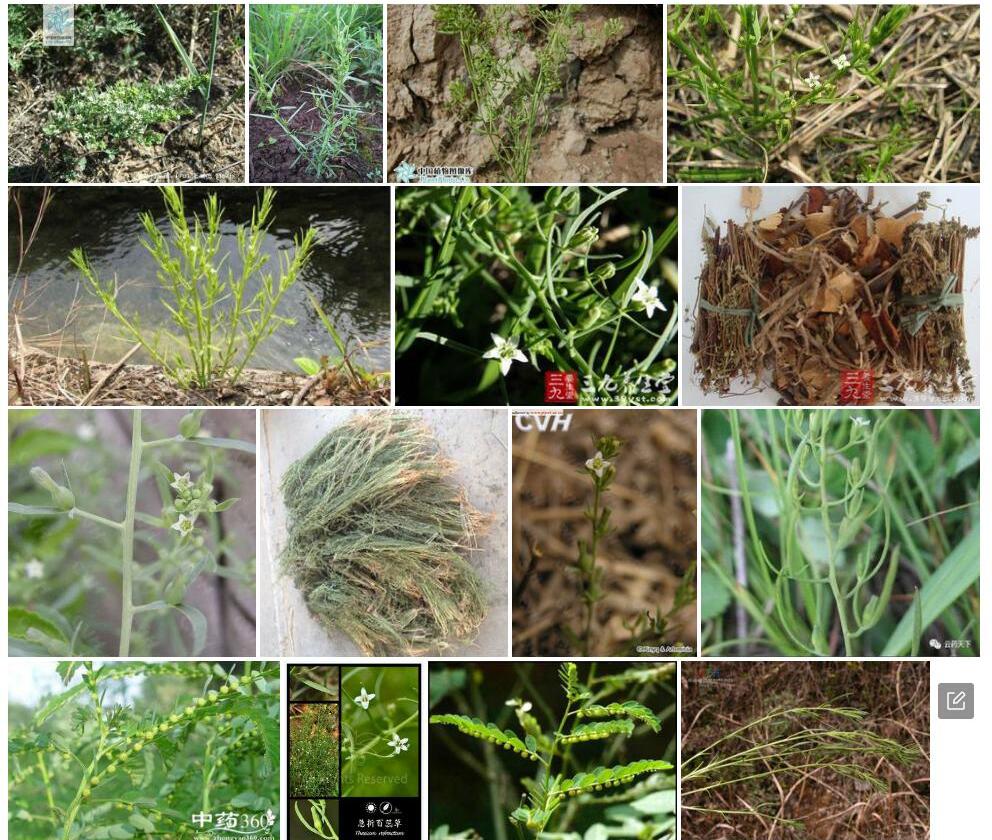 长叶百蕊草照片和图片/