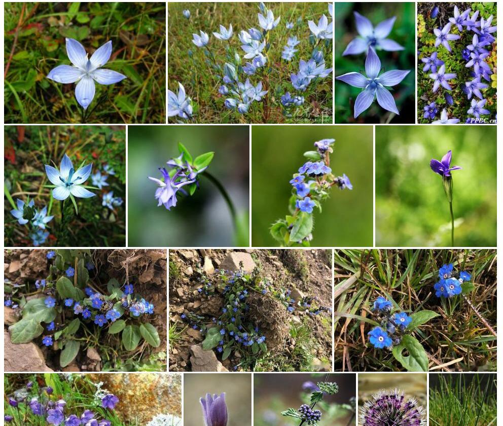 长叶肋柱花照片和图片/