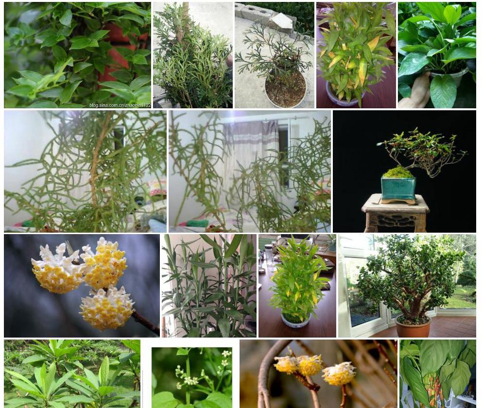 长叶节节木照片和图片/