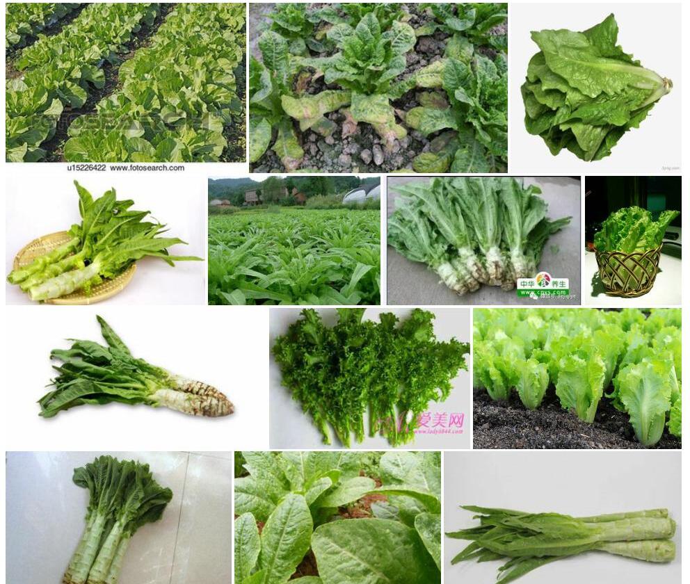 长叶莴苣照片和图片/