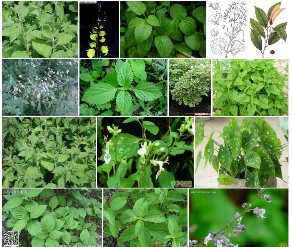 长叶香茶菜照片和图片/
