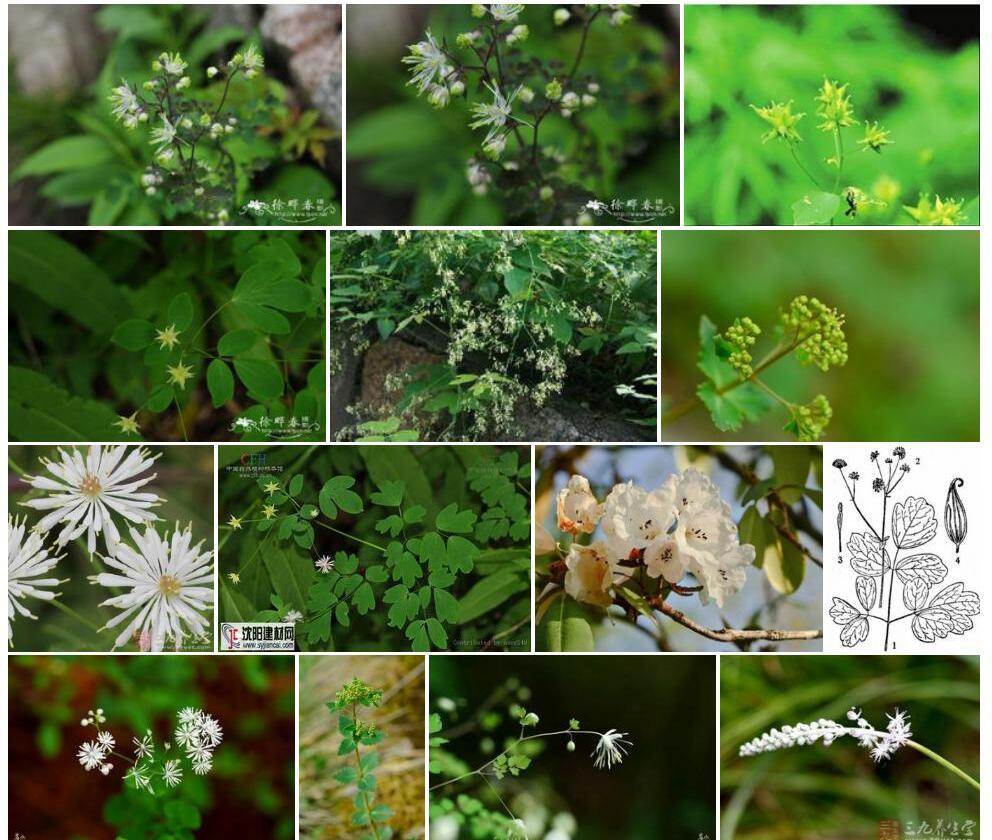 长喙唐松草照片和图片/