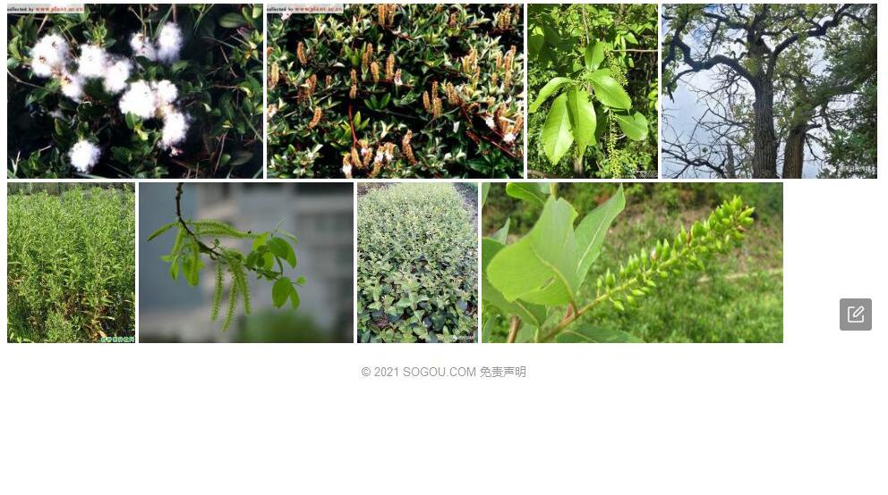长圆叶柳照片和图片/