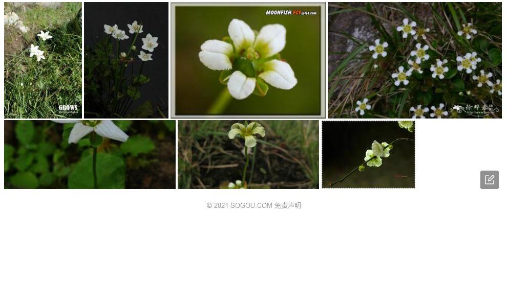 长圆瓣梅花草照片和图片/
