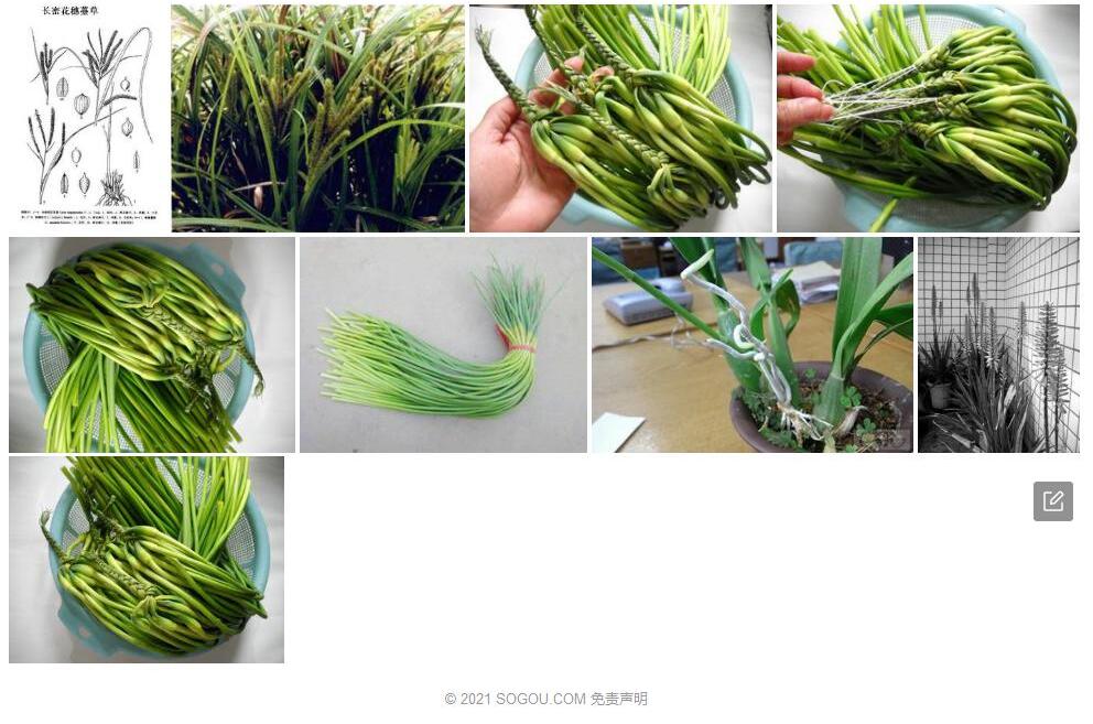 长密花穗薹草照片和图片/