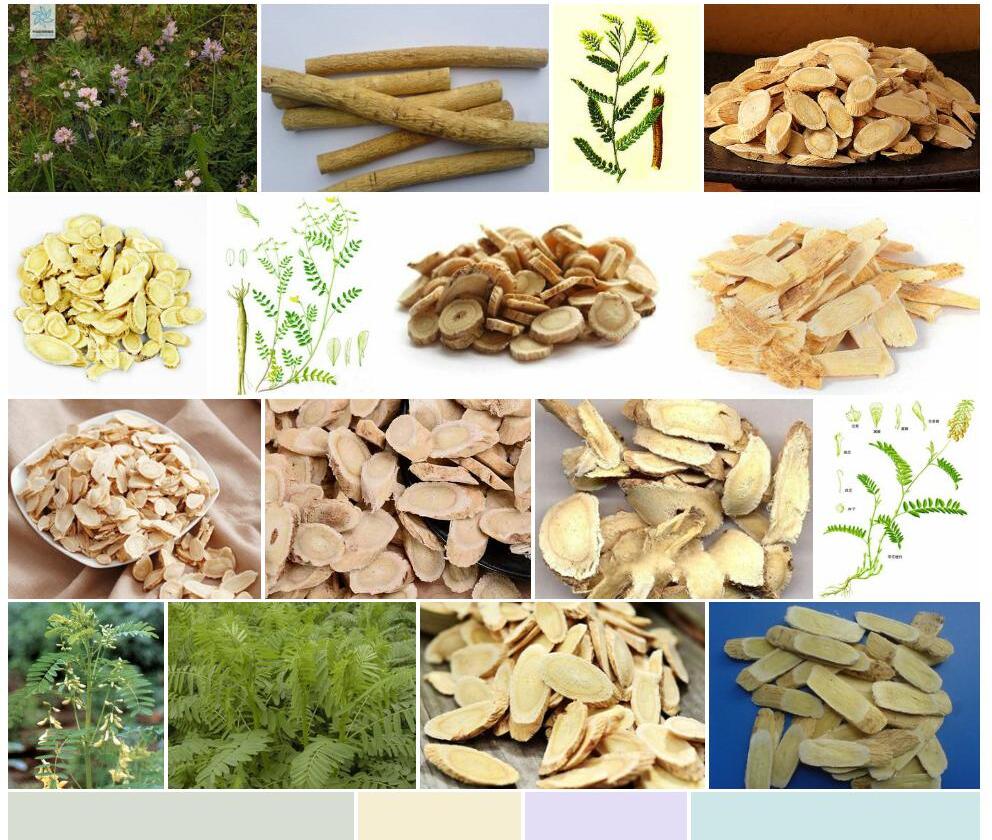 长小苞黄耆照片和图片/