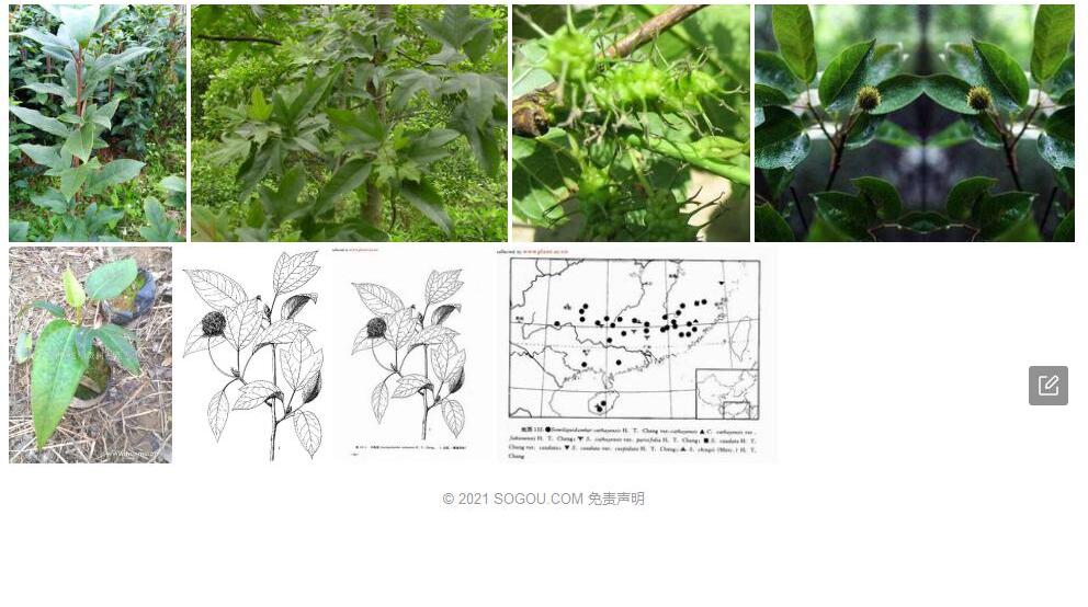 长尾半枫荷照片和图片/
