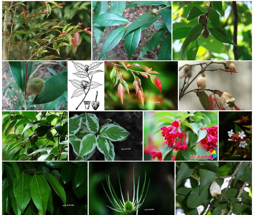 长尾毛蕊茶照片和图片/