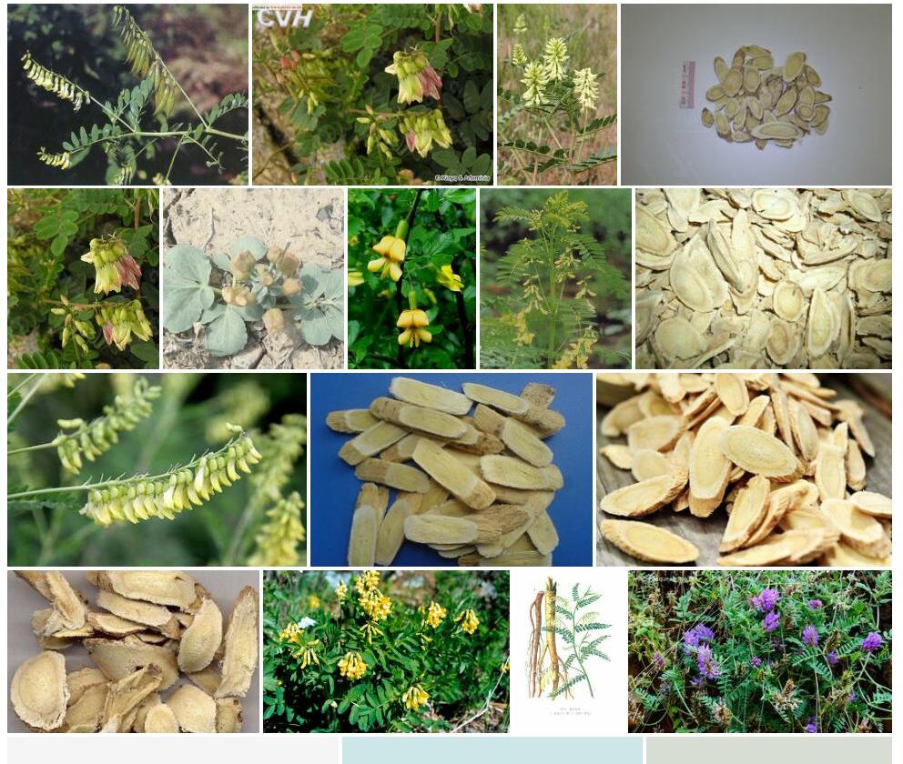 长尾黄耆照片和图片/
