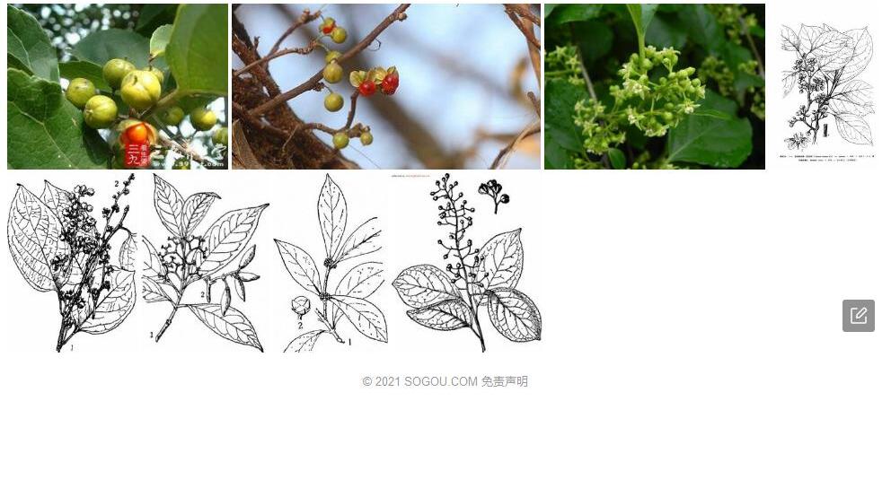 长序南蛇藤照片和图片/