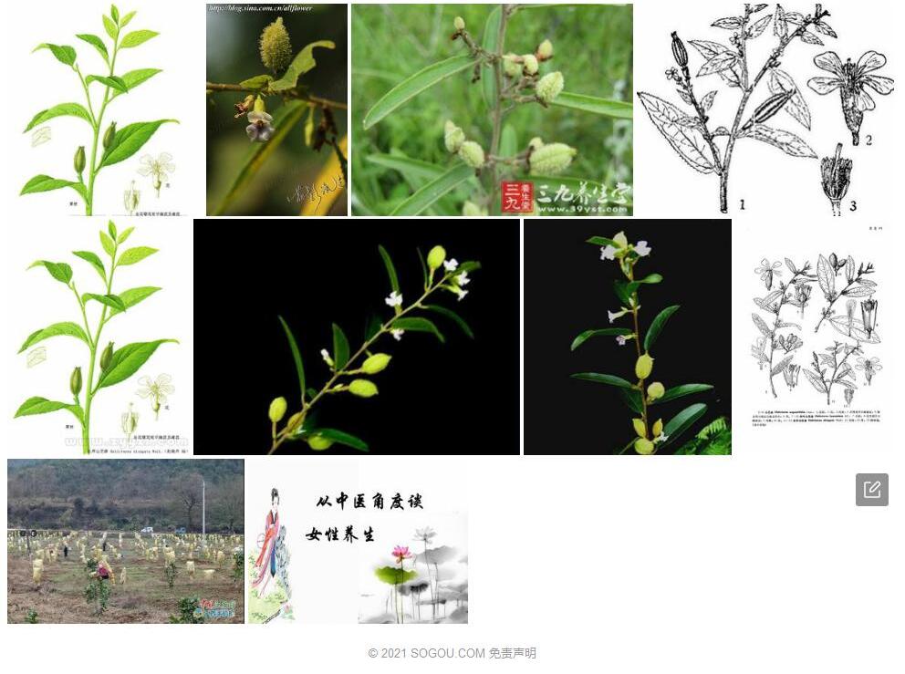长序山芝麻照片和图片/