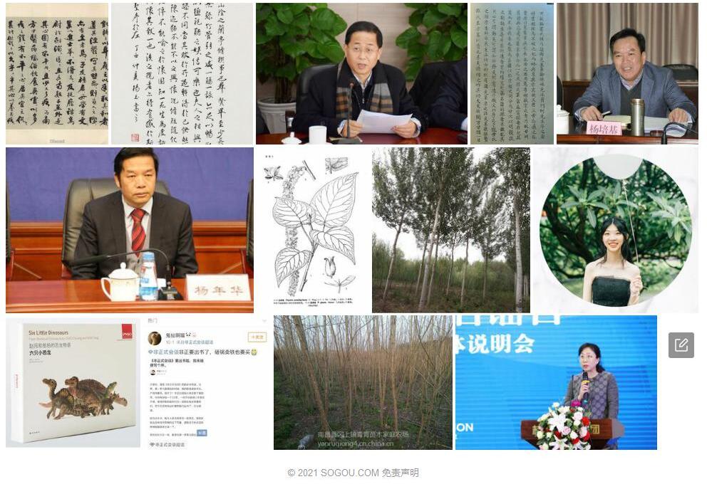 长序杨照片和图片/