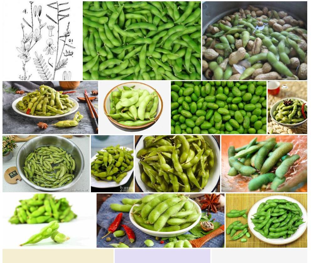 长序灰毛豆照片和图片/