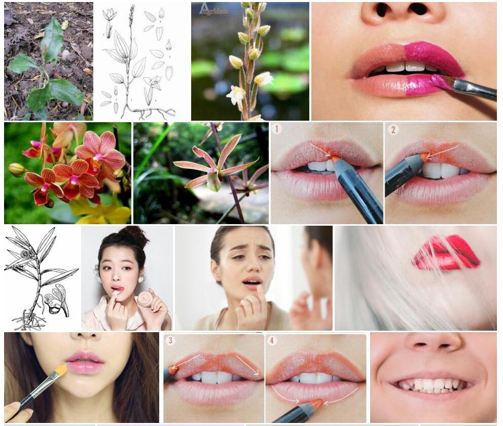长序翻唇兰照片和图片/