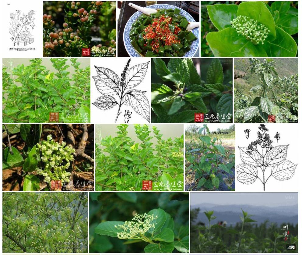 长序臭黄荆照片和图片/
